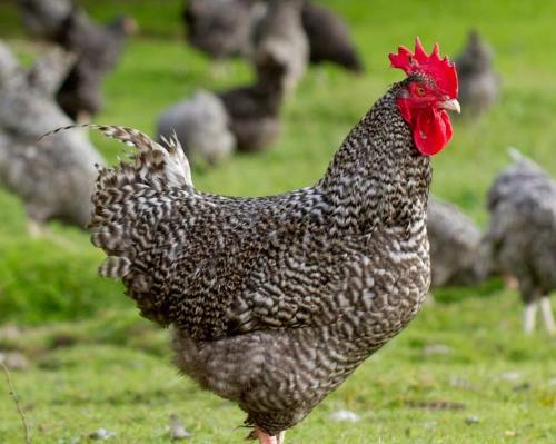 poule coucou rennes sur de l'herbe